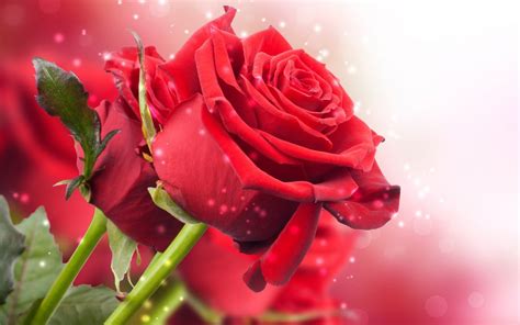 Download Red Rose Live Wallpaper Donload By Aford18 Rose Hd