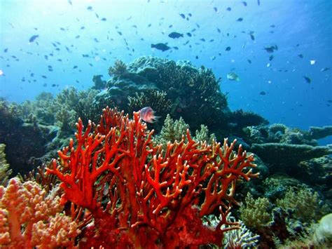 Coral Reef Red Ocean Creatures Undersea World Ocean Life