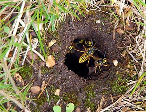 Advice How To Find Wasp Nests