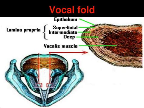 Ppt Anatomy And Physiology Of Larynx Powerpoint Presentation Free