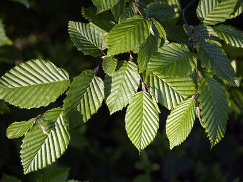 Is a medium sized columnar tree growing to 35 feet tall and 25 feet wide. HORNBEAM - CARPINUS - Southern Living