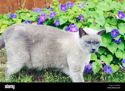 Siamese Cat Fat Obese Obesity Overweight Blue Point Bluepoint Hi Res