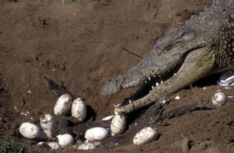 how do crocodiles reproduce courtship mating incubation and hatching