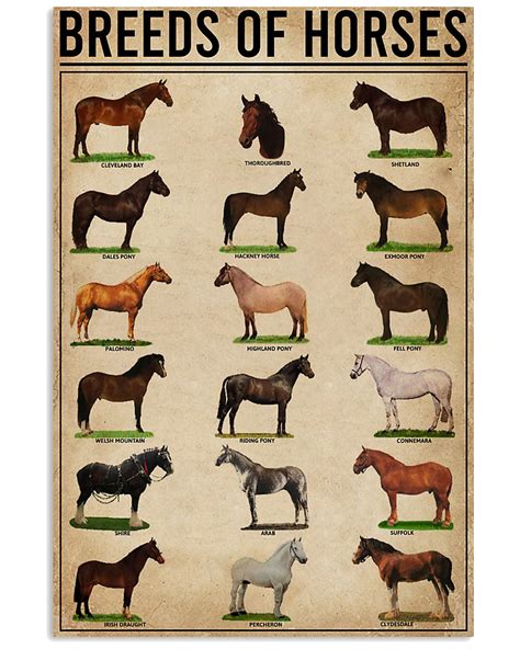 Breeds Of Horses