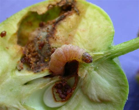 Apple Common Insects And Diseases Files