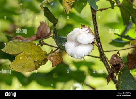 Cotton Tree Hi Res Stock Photography And Images Alamy