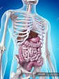 Skelettsystem und innere Organe — biomedizinische Illustration ...