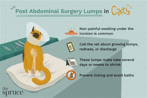 Is A Belly Lump Normal In Cats After Spay Surgery