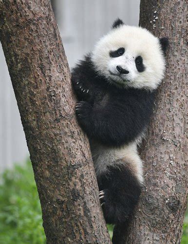 Number Of Captive Pandas Increases To 600 Globally Global Times