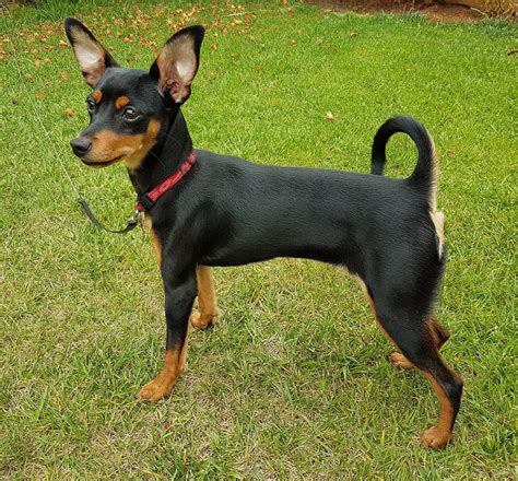 Pinscher Nain Prix Infos Et Toutes Les Caractéristiques