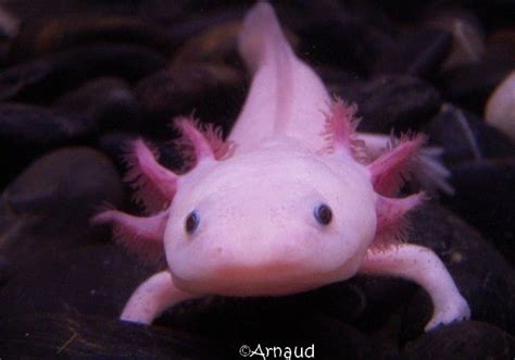 Axolotl A That Is Always Smiling 47 Pics