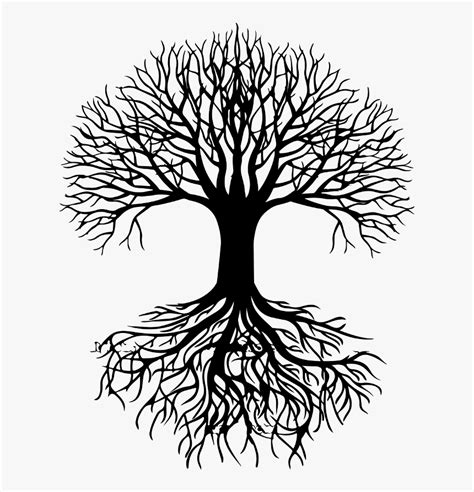 Roots Drawing Oak Tree Tree Roots Vector Png Transparent Png