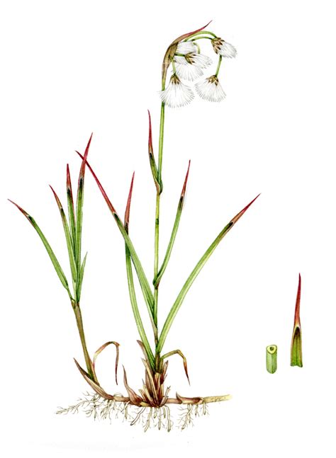Common Cottongrass Eriophorum Angustifolium Lizzie Harper