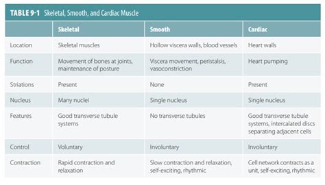 Classification Of Muscle Tissues