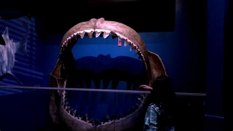 Shark Tunnel A Look At The Camden Aquarium Youtube