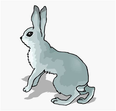Arctic Hare Snowshoe Hare European Hare Clip Art Transparent Rabbit