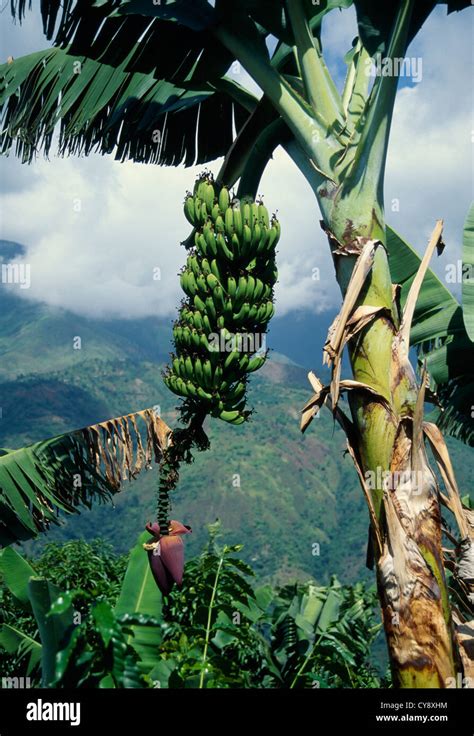 Musa Acuminata Banana Stock Photo Alamy