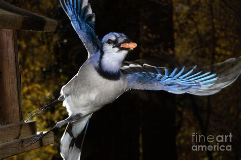 Blue Jay In Flight Photograph By Ted Kinsman Fine Art America