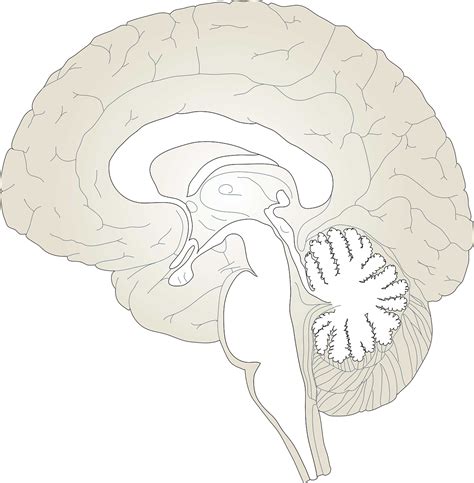 Cervello Anatomia Umano · Grafica Vettoriale Gratuita Su Pixabay