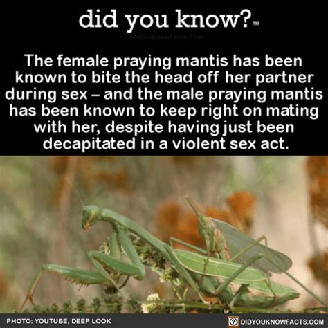 The Female Praying Mantis Has Been Known To Bite Did You Know