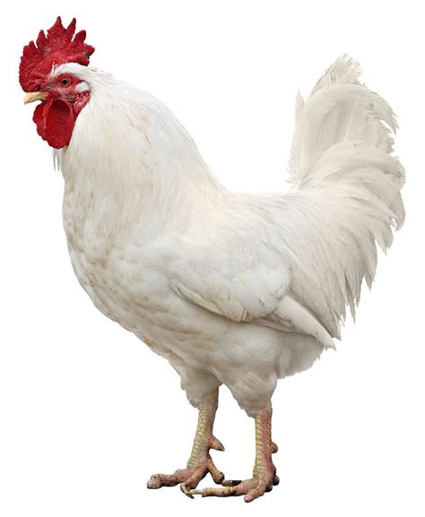 Chicken Isolated On A White Background Stock Photo Image Of Isolated