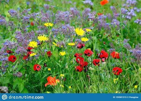 Summers Colourful Meadow Stock Image Image Of Bloom 159581315