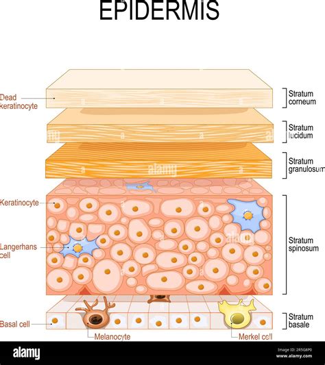 Structure De Lépiderme Anatomie De La Peau Cellule Et Couches Dune