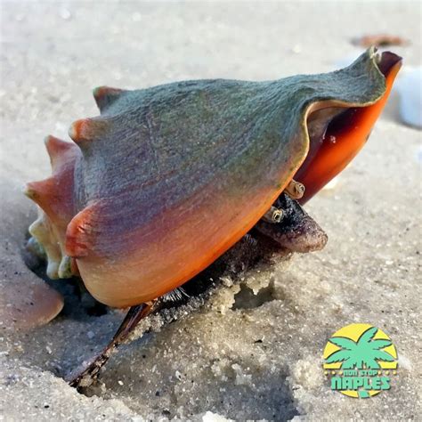 SouthwestFloridaTelevision The Florida Fighting Conch Shell Grows To