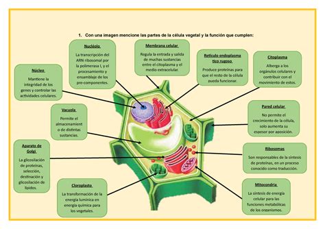 Infografía De La Célula Vegetal Y Sus Partes 1 Con Una Imagen
