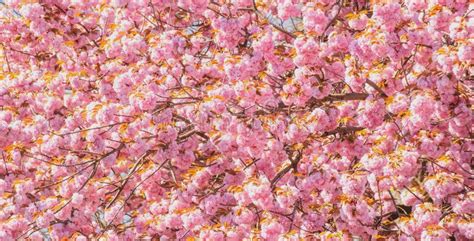 Spring Flower Background Sakura Festival Cherry Blossom Trees Sakura