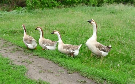 12 Fotos De Animales Domésticos De La Granja Wallpaper Hd High Quality