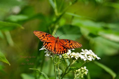 Gulf Fritillary Butterfly Through My Lens Butterfly Bloom Animals