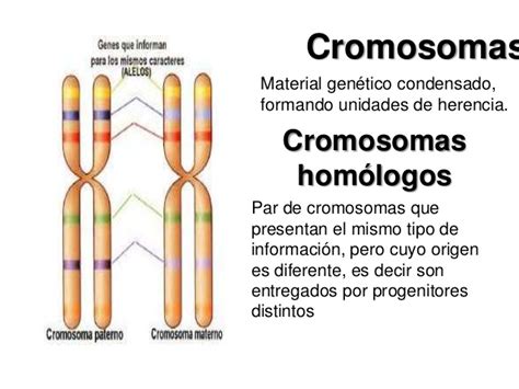Ciencias Para Mi Alumnado Cromosomas HomÓlogos Cariotipo Ciclo Celular