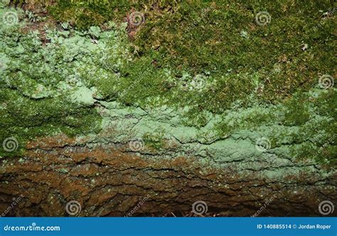 Green Mold Powdery Mildew Growing On Tree Stock Photo Cartoondealer