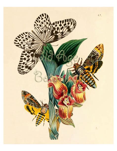 Botanical Butterfly 8x10 Giclee Art Print Vintage Antique