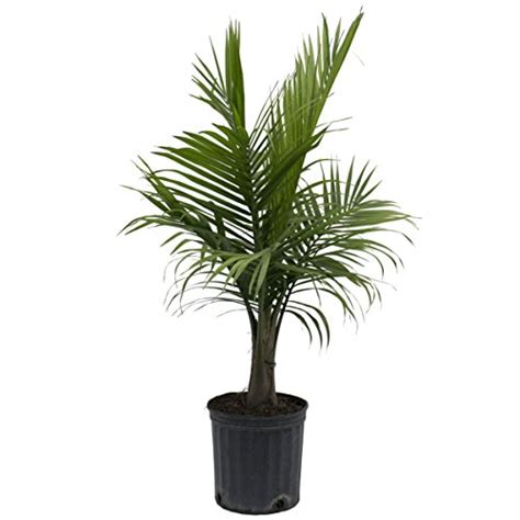 Costa Farms Majesty Palm Tree Live Indoor Plant 3 To 4 Feet Tall Ships In Grow Pot Fresh