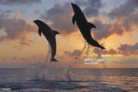 Bottlenose Dolphin Jumping In Sea At Sunset High Res Stock Photo