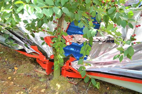 There are 51 fruit shaker tree for sale on etsy, and they cost $21.97 on average. Plum tree shaker - GACEK - JAGODA JPS Agromachines ...