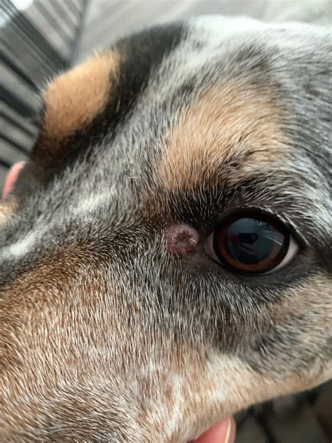 My Dog Has A Bump What Appears To Be On The Tear Duct On His Eye It