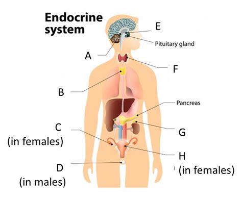 Endocrine System Diagram Quizlet