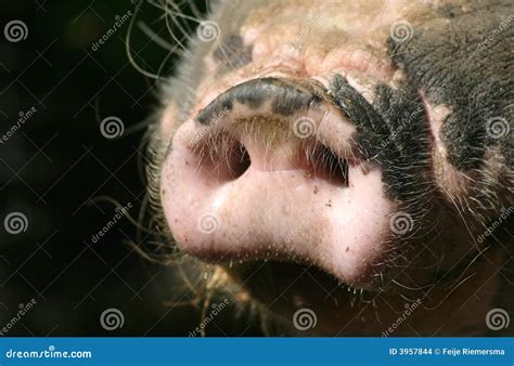 Snout Of A Pig Stock Photo Image Of Food Meat Swine 3957844