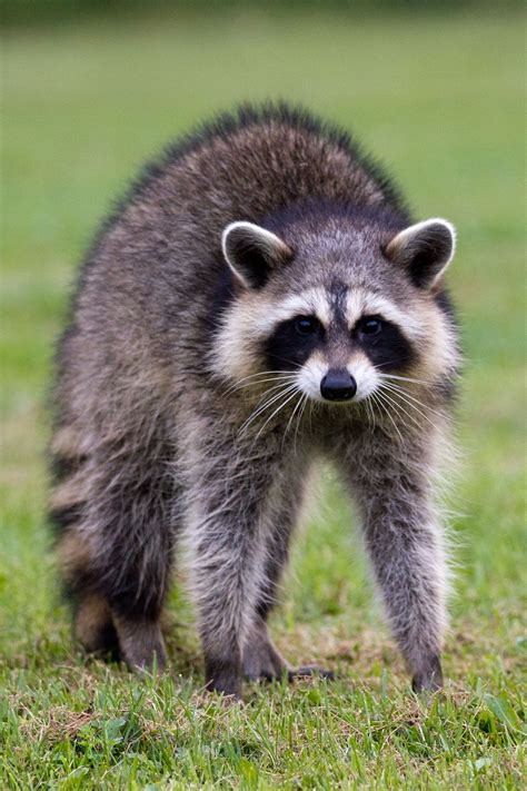 Where Can I Get A Baby Raccoon For A Pet Free Everything