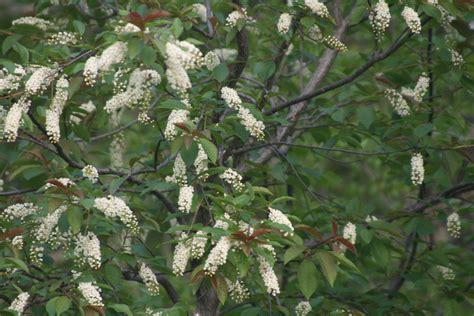 An early flowering tree with many small. Flowering trees like this Black Chokecherry (Prunus ...