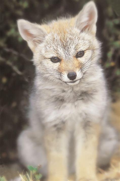 South American Gray Fox Lycalopex License Image 71363171 Image