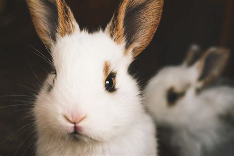 Free Images Mammal Vertebrate Domestic Rabbit Rabbits And Hares