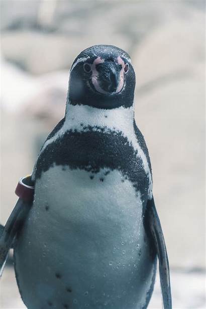 Penguin Wallpapers Mobile Friendly Resolution