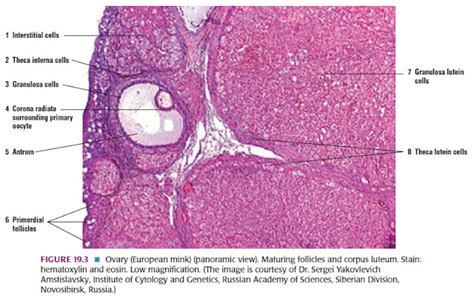 Histologi Sistem Reproduksi Wanita Blogk Putih