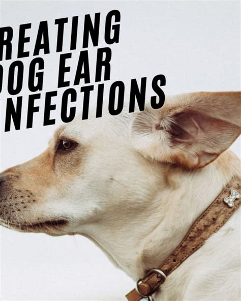 Why Do My Dogs Ears Stink 8 Causes Of Dog Ear Odor Pethelpful By