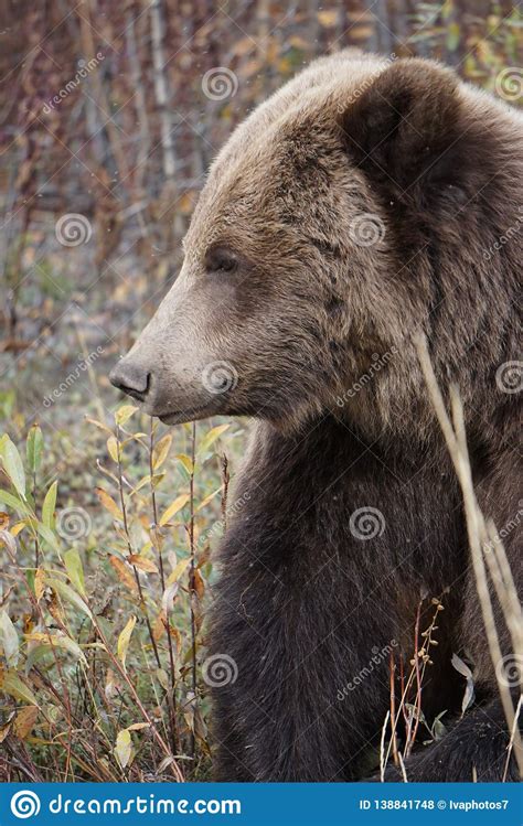 Brown Grizzly Bear In North America Stock Photo Image Of Close