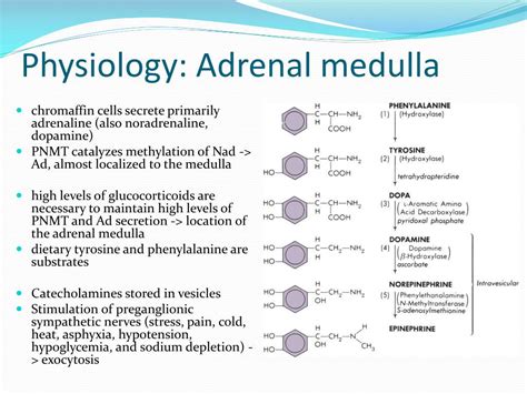 Ppt Adrenal Masses For Urology Trainees Powerpoint Presentation